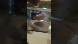 Small Size Giant Gourami Fish 🐠 #shorts #petsvlog