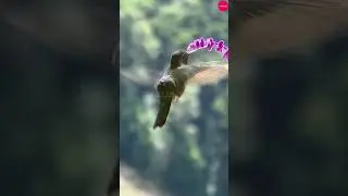 Mesmerizing Hummingbird | Nature's Tiny Jewels in Flight #bird #birdlife #wildlife #nature