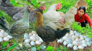 Women and Monkey Catch Chicken egg and Goose at river -  Fried Chicken for dog Eating delicious HD