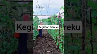 Kegiatan Soreku #berkebun #pertanian #tanaman #petanimuda #farming #mufarohahzain #keluarga