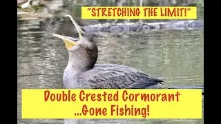 STRETCHING THE LIMITS, DOUBLE CRESTED CORMORANT (HUGE THROAT GULAR POUCH & FUN FACTS!)