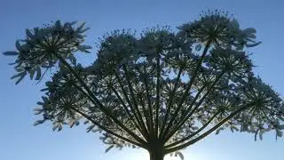 common hogweed - flowers & sun - June 2021