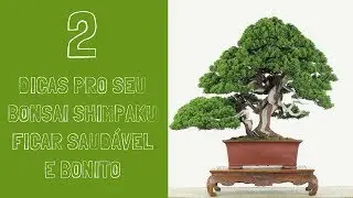 2 dicas para manter seu Bonsai Shimpaku saud&aacute;vel e bonito | Dicas do Jaime