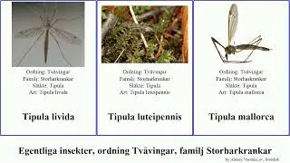 Egentliga insekter, ordning Tv&aring;vingar, familj Storharkrankar tipula featuring insect mallorca cava