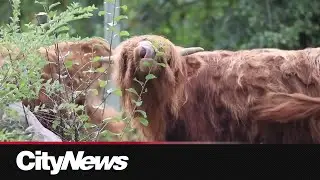 Moo-ving day as the Toronto Zoo welcomes Highland Cows