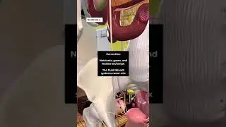 Тайна пупка