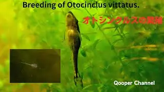 オトシンクルス ビッタータスの繁殖