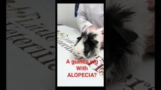 Your guinea pig losing chunks of hair? #exoticpets #vet