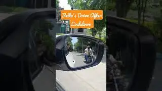 #shorts Bella The German Shepherd Dog | 1st Drive After Lockdown.