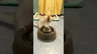 Hilarious Cat Shenanigans😺😻#felinefusion#cat#funny#catlovers #kucing#kucinglucu#shorts #shortsvideo