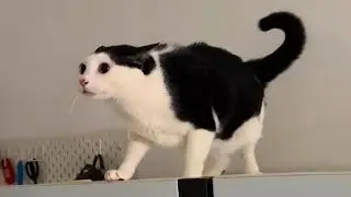 Funny Animals Doing the Dumbest Smart Things Ever 😹