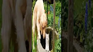 Brave dog saves kitten from the well! #animalrescue #herodog #heartwarmingrescue   #petsofyoutube