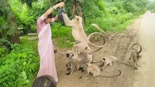 monkey King family video hanumanji #viralvideo