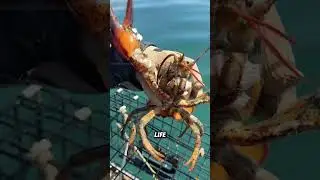 Moving barnacles#animals #funnyanimal #funny #cute #barnacles