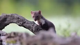 Stone marten (Martes foina)