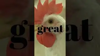 Interesting facts about chickens. #chicken #foot #chickens #chickenfoot #animal #animals #farm