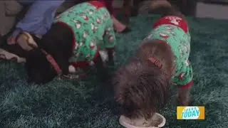 Some holiday decor' could cause great harm to your pet