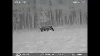 SENOPEX REX S10 LRF - wild boar hunt