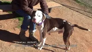 Chester #48485