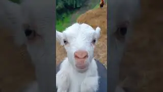Who just ￼ looking at you #ship #voice #keşfet #animals