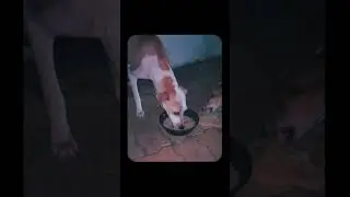 voiceforvoiceless  #voiceforvoiceless #voice #help #365dayschallenge #feedshorts #doglife #streetdog