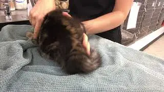 SK12 Intramuscular injection on a cat
