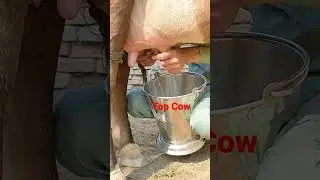 40kg plus milk