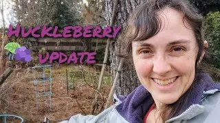 Huckleberry Update #3! Vaccinium membranaceum aka Mountain Huckleberry