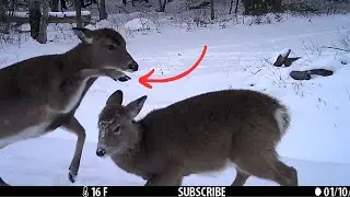 My Trail Camera Captured the Most Aggressive Animals in New York, But I Wasn't Expecting This...