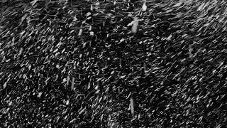 NO COPYWRITE HEAVY 4K Snow Overlay Free Download   Snow Falling #Snowoverlays FREE TO USED