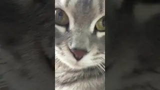 MACRO I Looked My Cat Through a Macro Lens!  Super cute cat video  #shorts