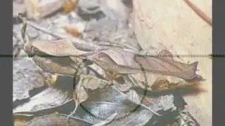 Evolution of the Eye (with original audio track)