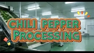 Chili Sauce Processing Line | From Fresh Chili to Finished Sauce 🌶️