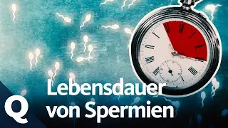 Ejakulat: So lange &uuml;berleben Spermien au&szlig;erhalb des K&ouml;rpers | Quarks