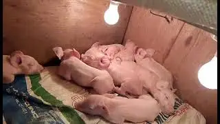 All cutie piglets relaxing after feeding@cooper farm philippines