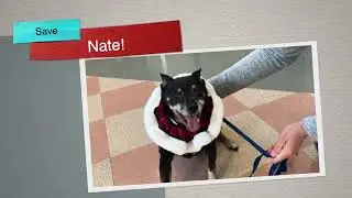 Help Rescue senior shelter dog NATE ASAP! 15 yr.