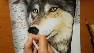 Speed Drawing of a Wolf in the Forest | Jasmina Susak