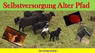 Die Schafe sind da!