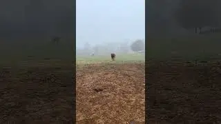 A little foggy morning turnout & trot-trot back to the hay pile!☁️#horse #fog #morning #trot