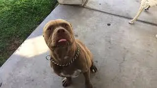 Red nose Pitbull