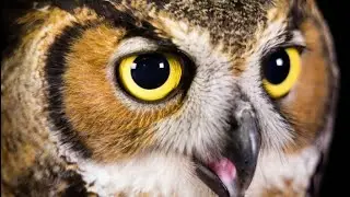 Me and my dad heard 2 owls going back and forth in the tree in our backyard