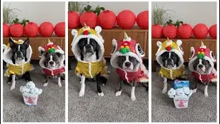 Adorable Dogs Lunar New Year Celebration! | Boston Terrier Videos | #shorts