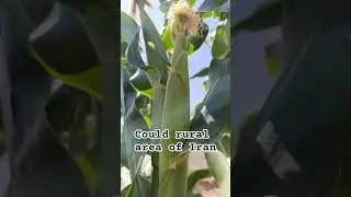 Corn Plant & Countryside Views 🌱 | Simple Living in Iran&rsquo;s Villages