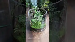 Easy Moss Terrarium for Beginners 🌱#mossterrarium #terrarium #shorts #shortsfeed #trendingshorts