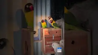 Do Aviary Birds REALLY Love Their Cozy Cages? #bird #hobby #birdsaviary