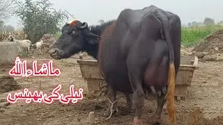 top Milking pure nili Ravi Buffalo's for sale in Punjab pakistan on YouTube 23 January 2026