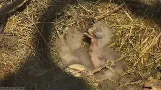 03-15-18 Sauces Canyon eagle's nest; can't eat, too busy bonking.