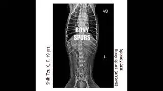 Degenerative Disc Disease in 19 years old Shihtzu dog. This video discusses diagnosis and treatment.