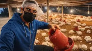 🔥How I Work in My Poultry Farm | Daily Broiler Farming Routine🐥