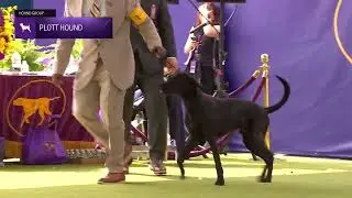 Plott Hounds | Breed Judging 2024